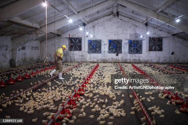 manual worker in farm for broiler chicken. - the coop stock pictures, royalty-free photos & images