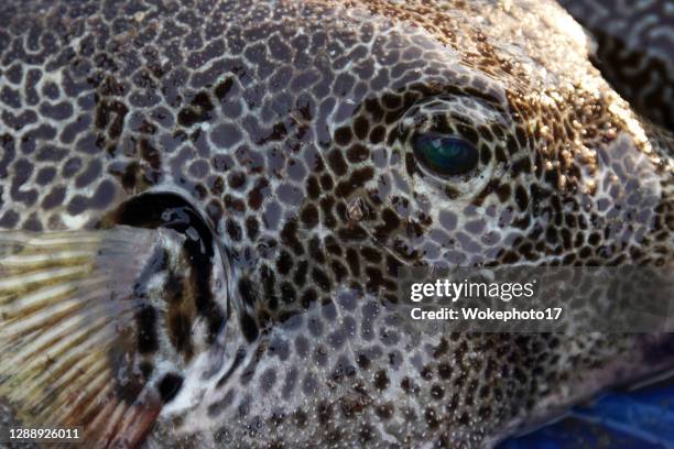 Bugtu Fish Puffer Fish Photos and Premium High Res Pictures - Getty Images