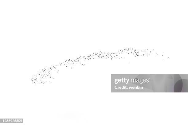 bird cluster, isolated on white background - stormo-di-uccelli foto e immagini stock