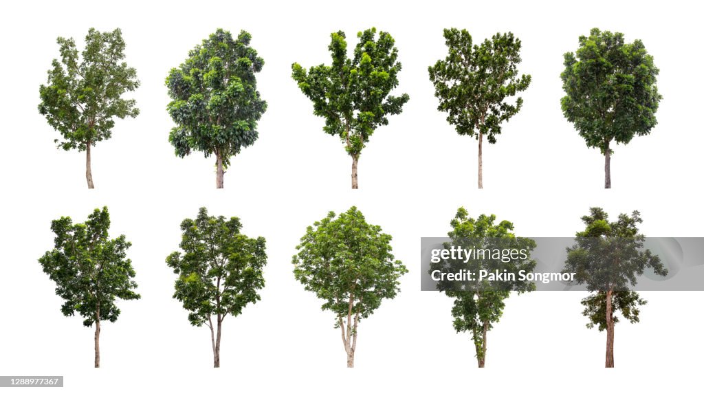 Collections green tree isolated on white background.