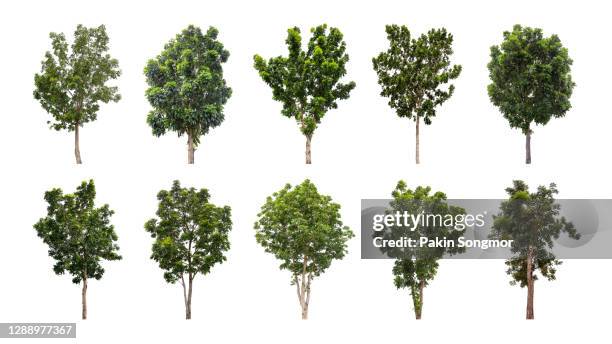 collections green tree isolated on white background. - cespuglio foto e immagini stock