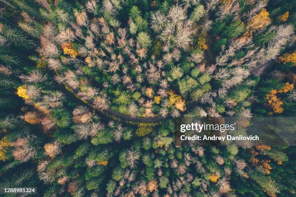 38 Romincka Forest Stock Photos, High-Res Pictures, and Images - Getty ...