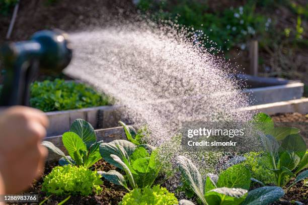human hand watering plants - hose stock pictures, royalty-free photos & images