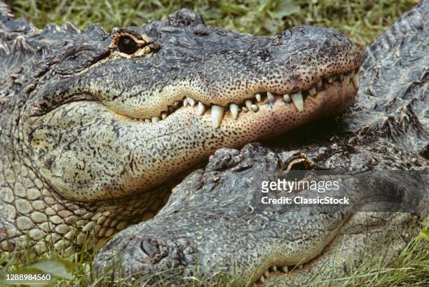1970s Two Alligators, Alligator Mississippiensis, Looking At Camera