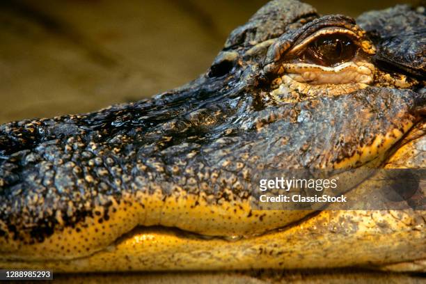 1990s Close-Up Portrait Of Alligator, Alligator Mississippiensis, Head One Eye Looking At Camera Jaw Smiling Anthropomorphism