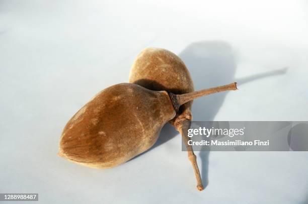 baobab fruit isolated in a white background - baobab fruit stock pictures, royalty-free photos & images