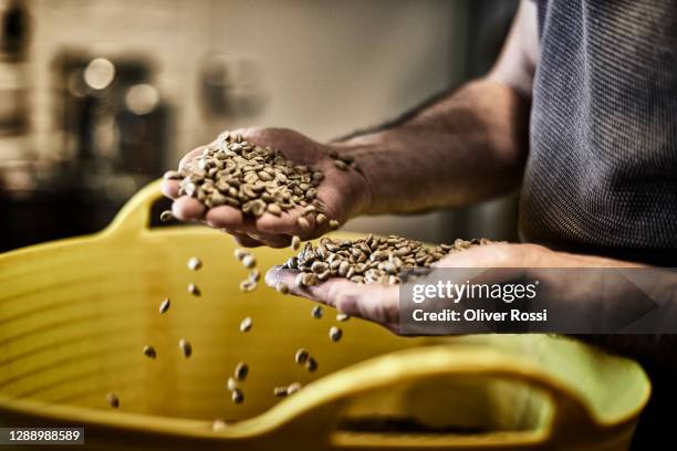 coffee beans in man's hand in a coffee roastery - coffee manufacturing stock pictures, royalty-free photos & images