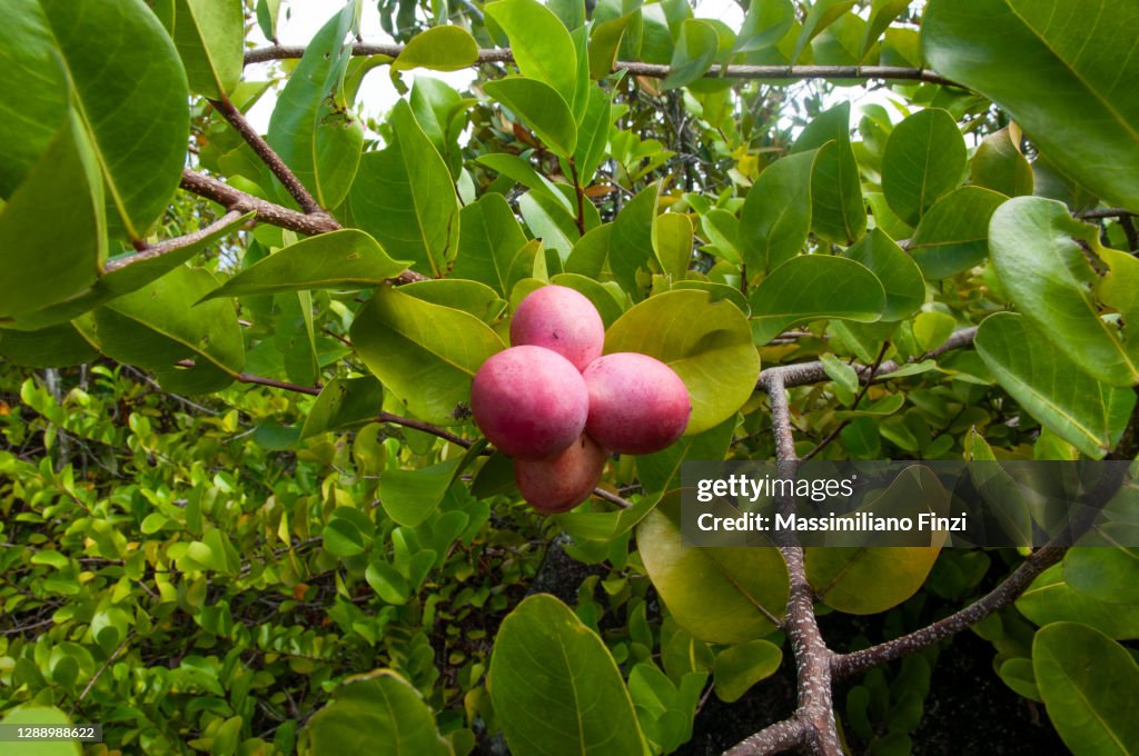 Red pink exotic fruits of Cocoplum (Chrysobalanus icaco)
