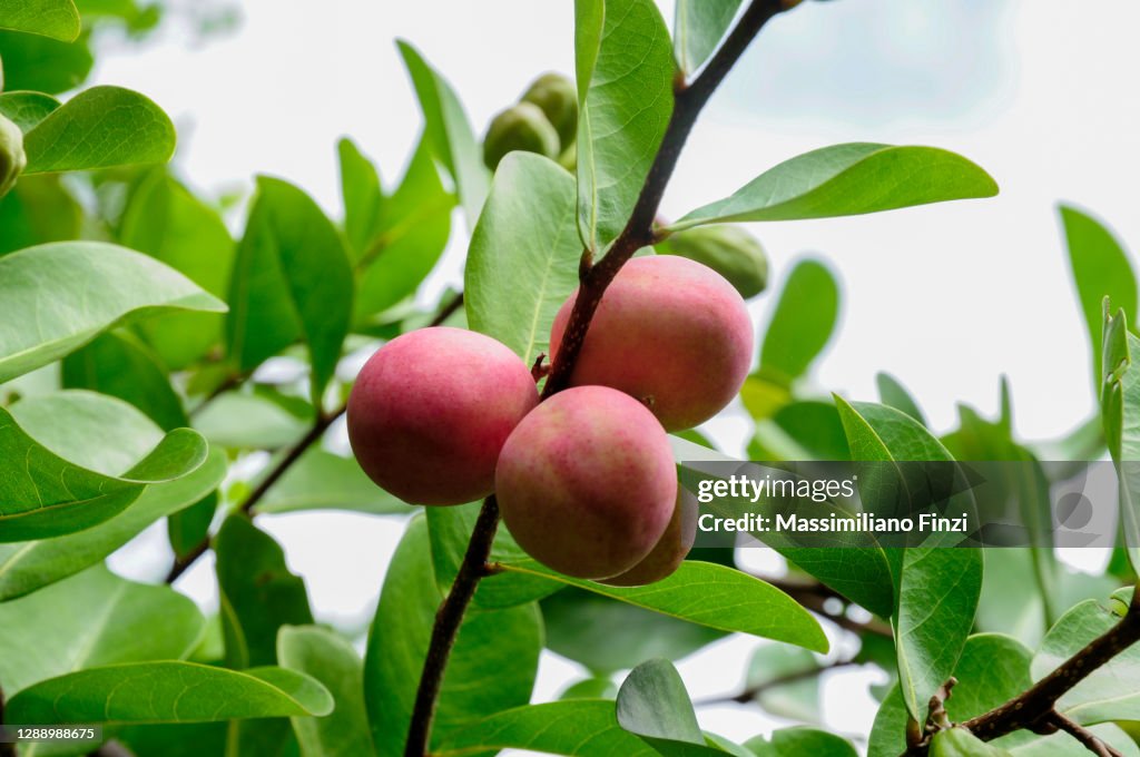 Red pink exotic fruits of Cocoplum (Chrysobalanus icaco)