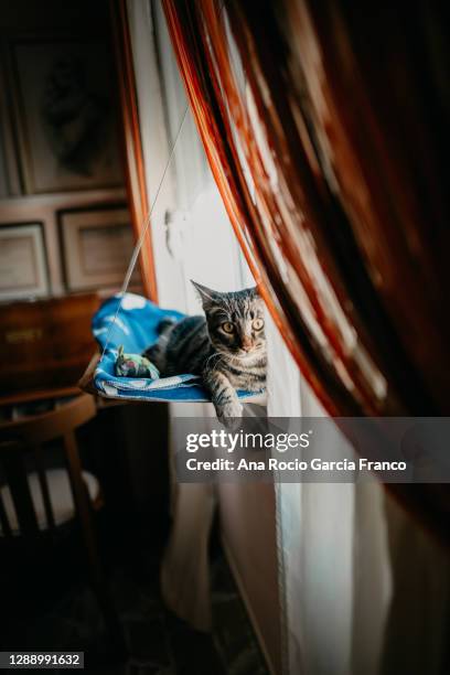 tabby cat spending time on a cat window hammock - cat hammock stock pictures, royalty-free photos & images