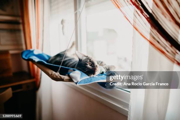 tabby cat spending time on a cat window hammock - cat hanging stock pictures, royalty-free photos & images