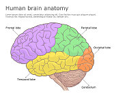 Human brain anatomy medical illustration