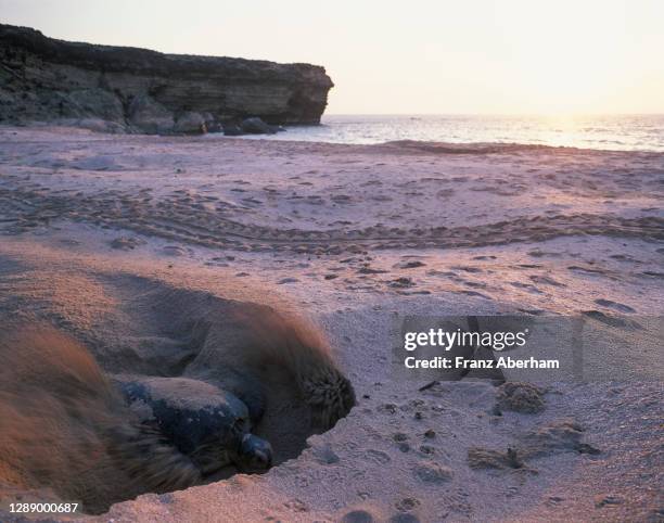 green sea turtle (chelonia mydas), ras al-jinz, oman - laying egg stock pictures, royalty-free photos & images