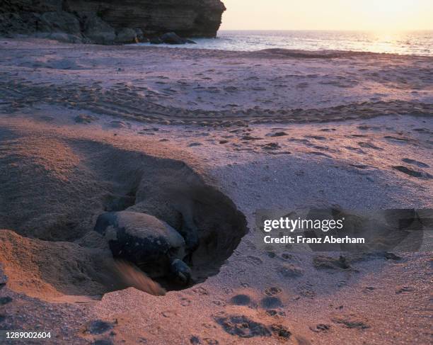 green sea turtle (chelonia mydas), ras al-jinz, oman - laying egg stock pictures, royalty-free photos & images