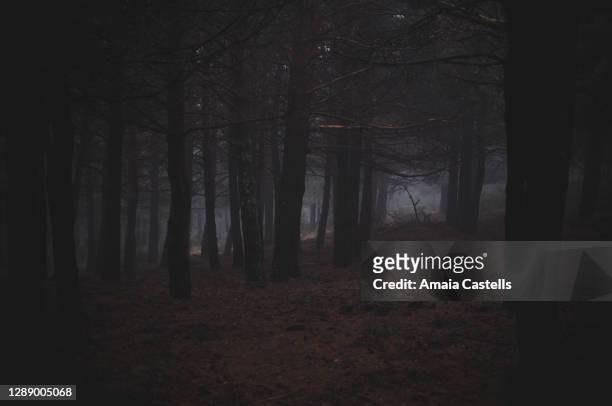 2,476 Scary Woods Background Photos and Premium High Res Pictures - Getty  Images