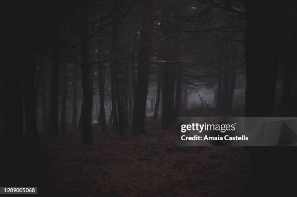 2,476 Scary Woods Background Photos and Premium High Res Pictures - Getty Images 2,476 Scary Woods Background Photos and Premium High Res Pictures - Getty Images