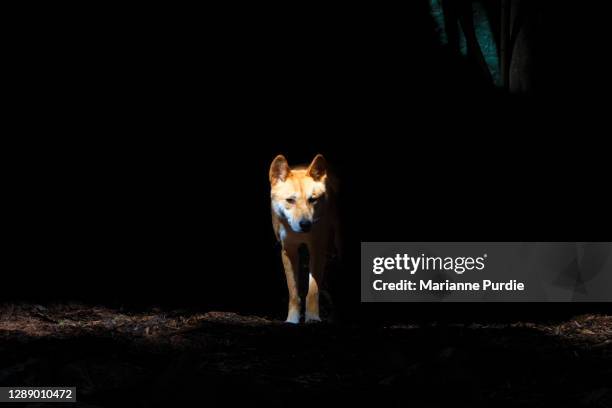 a dingo emerging from the dark - dingo imagens e fotografias de stock