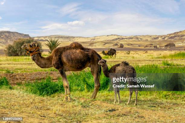 dromedary camels - leaflitter stock pictures, royalty-free photos & images