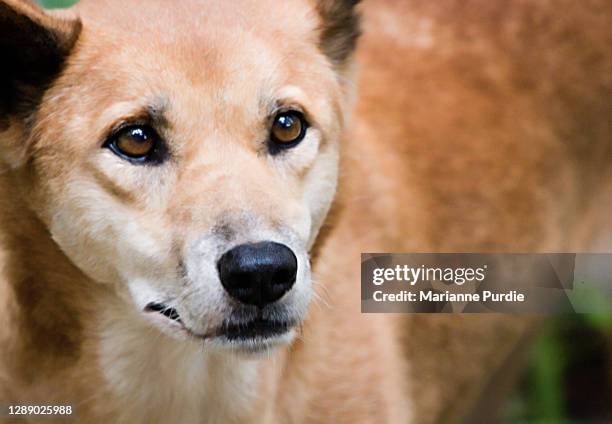 close-up of a dingo - dingo imagens e fotografias de stock