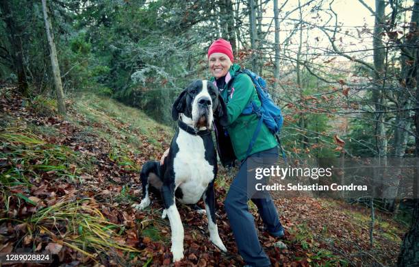 hiking woman having fun with the huge great dane dog on the mountain, autumn hiking mountain. - great dane inside stock pictures, royalty-free photos & images