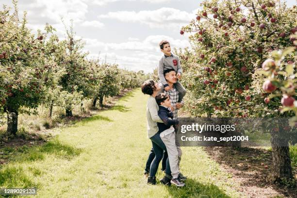 oogsttijd en appelplukken op de appelboerderij - apple picking stockfoto's en -beelden