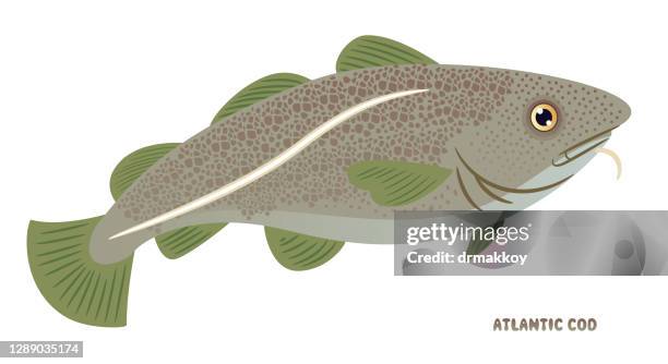 Cod File Fish. Atlantic Atlantic Cod Fish Photos and Premium High Res Pictures - Getty Images