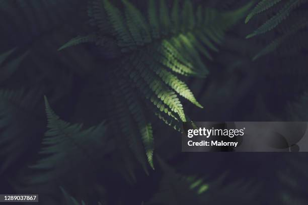 close-up of marsh fears leaf. - moss background stock pictures, royalty-free photos & images