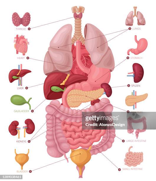 人間の解剖学。インフォグラフィック要素。 - human intestine点のイラスト素材／クリップアート素材／マンガ素材／アイコン素材