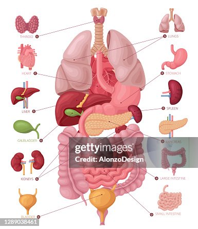 Menselijke anatomie. Infographic elementen. Menselijke anatomie. Infographic elementen.