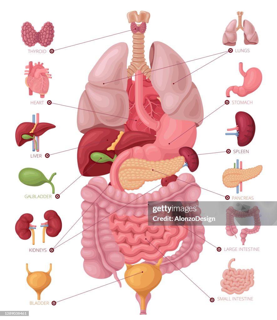 Human anatomy. Infographic elements.