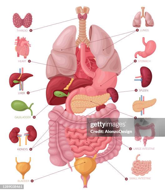 人體解剖學資訊圖元素。 - stomach 幅插畫檔、美工圖案、卡通及圖標