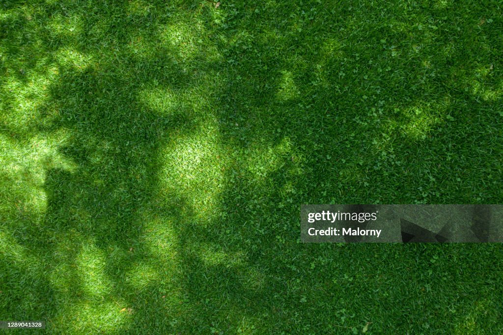 Aerial view of lawn. Directly above. Drone view.