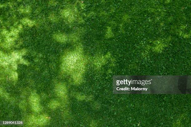 aerial view of lawn. directly above. drone view. - grass stock pictures, royalty-free photos & images