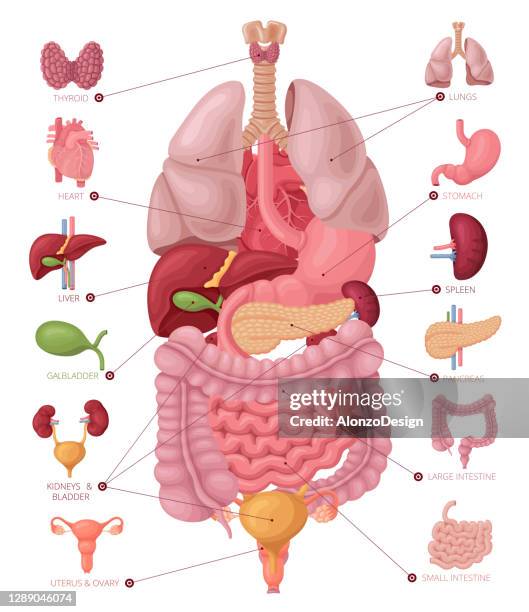 menschlicher weiblicher körper mit inneren organen. - cervix stock-grafiken, -clipart, -cartoons und -symbole