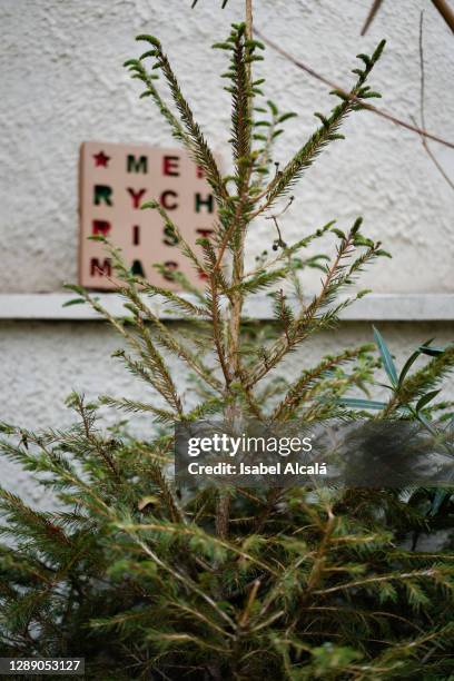 christmas natural tree outdoors - korktanne stock-fotos und bilder