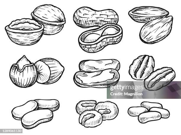 nüsse handgezeichnet set - pistazie stock-grafiken, -clipart, -cartoons und -symbole