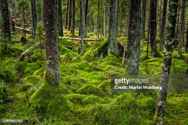 3,454 Carpet Moss Stock Photos, High-Res Pictures, and Images - Getty Images