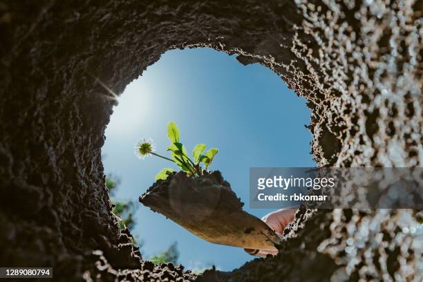 a hand plants a flowers seedlings with a shovel in the soil in the garden. view directly below from the hole - trou sol photos et images de collection