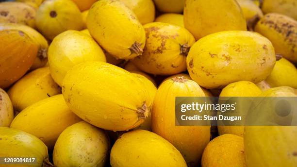 just picked fresh spaghetti squash - spaghetti squash stock pictures, royalty-free photos & images