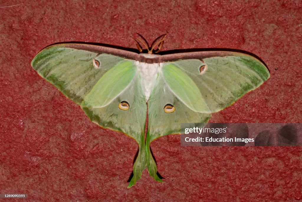 Close-up of a large female Luna moth, commonly known as a giant silk moth