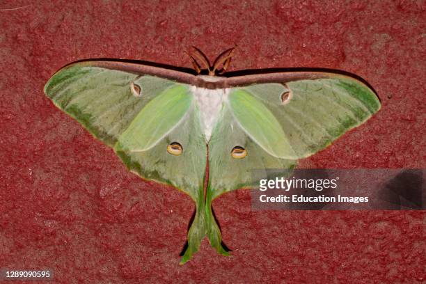 Close-up of a large female Luna moth, commonly known as a giant silk moth.