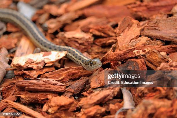 Close up head shot of a garter snake among wood chips.