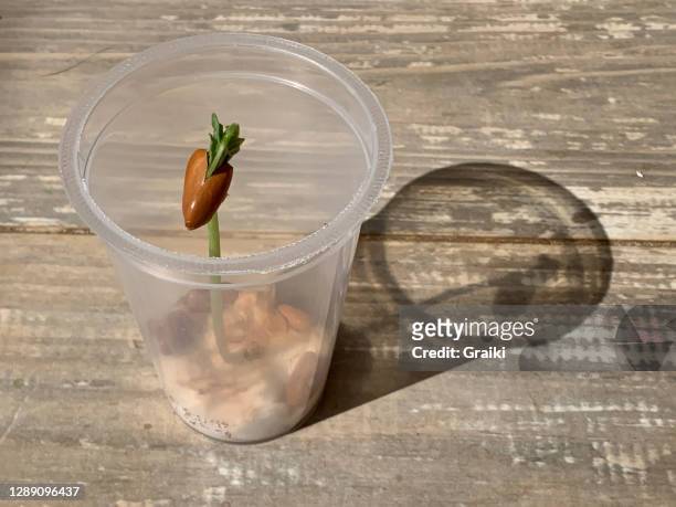 germination science. school experiment of a bean growing in a plastic cup with cotton. - small cotton plant stockfoto's en -beelden