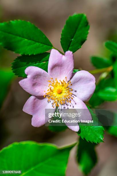 Closed Wild Roses Wild Rose Photos and Premium High Res Pictures - Getty Images