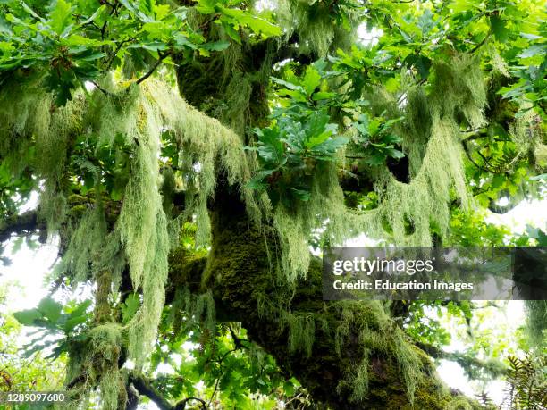 Beard lichen, Usnea species, hanging from the trees in Wistman's Wood an Oak woodland on Dartmoor, important for the mosses and lichens that grow on...