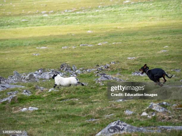 Loose dog chasing a sheep on Bodmin Moor, Cornwall, UK.