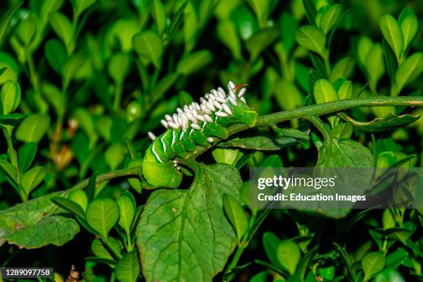 Tobacco Hornworm caterpillar with wasp eggs injected into it. As the eggs hatch into the caterpillar will be eaten by the larvae..