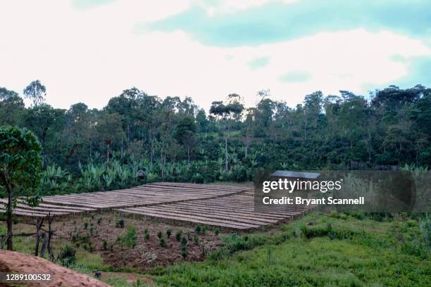 coffee washing station - ethiopia coffee bildbanksfoton och bilder