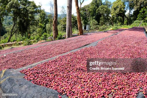 coffee cherry for processing - etiopia foto e immagini stock