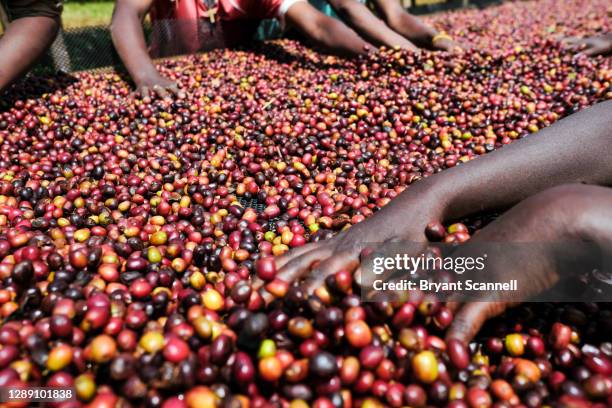 coffee cherry for processing - coffee manufacturing stock pictures, royalty-free photos & images
